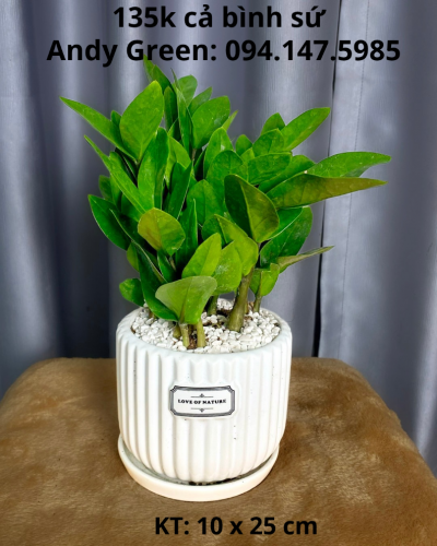 Chậu kim tiền để bàn